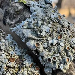 Smooth Axil-bristle Lichen thumbnail 2