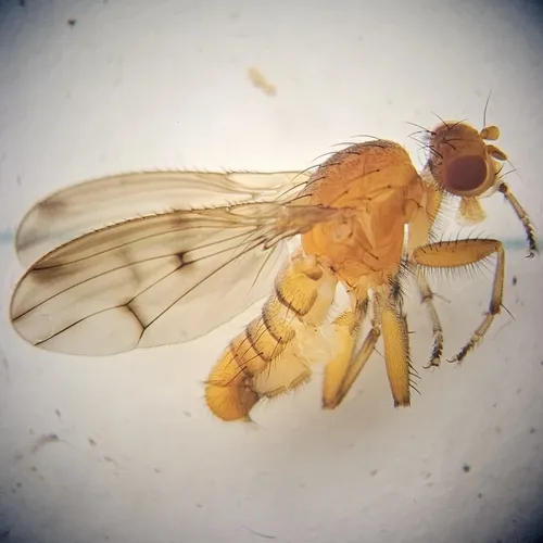 Suillia apicalis