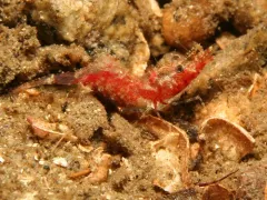 Snyder Blade Shrimp thumbnail 3