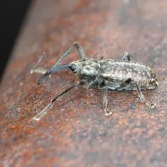 Dorytomus inaequalis thumbnail 3