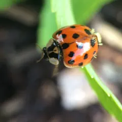 Hesperomyces harmoniae thumbnail 4
