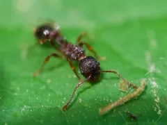 Myrmica spatulata thumbnail 2