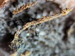 Barbatosphaeria arboricola thumbnail 2