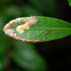 Leucoptera pachystimella thumbnail 2