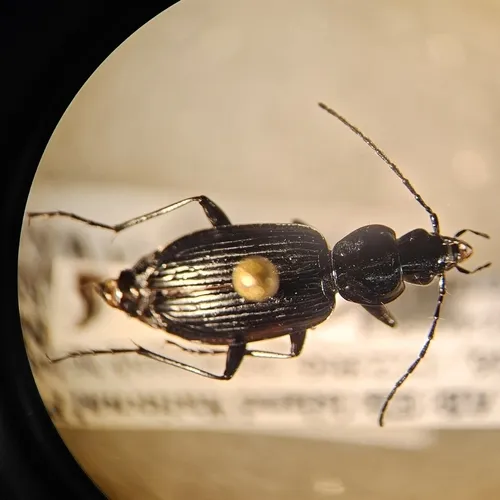 Platynus mannerheimii
