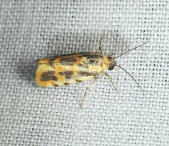 Common Spragueia Moth thumbnail 2