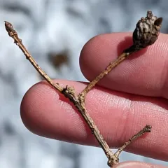 white oak club gall wasp thumbnail 3