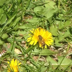 Western Honey Bee thumbnail 3