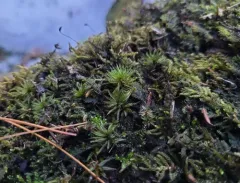 Wavy Starburst Moss thumbnail 4