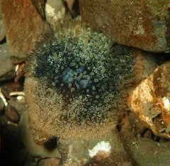 Sandalwood Dorid thumbnail 4