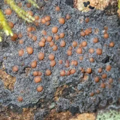 Silver-rimmed Shingle Lichen thumbnail 3
