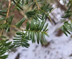 common yew thumbnail 2