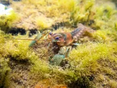 Northern Clearwater Crayfish thumbnail 3