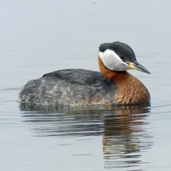 Red-necked Grebe thumbnail 4