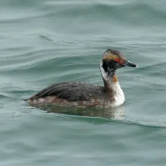 Horned Grebe thumbnail 4