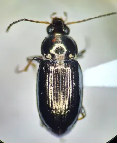 Bembidion interventor thumbnail 3