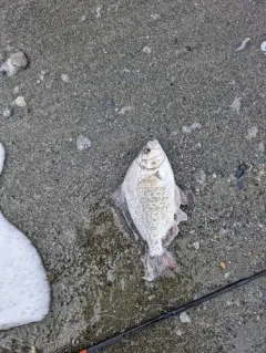 Redtail Surfperch thumbnail 4