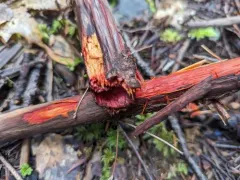Phanerochaete sanguinea thumbnail 4