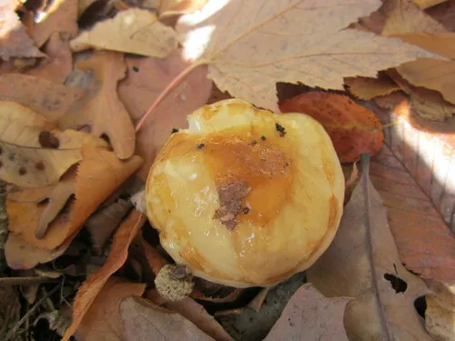 Hygrophorus paludosus