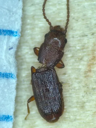 Rusty Grain Beetle