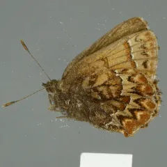 Western Pine Elfin thumbnail 3