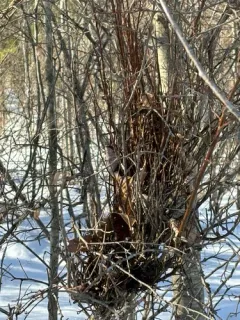 Birch Witch's-broom thumbnail 3
