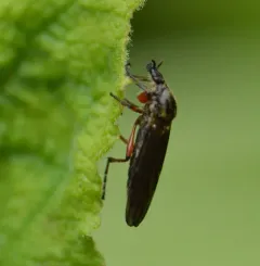 Bibio vestitus thumbnail 2
