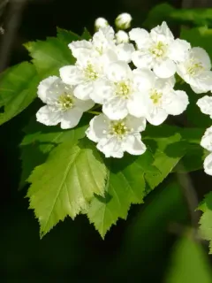 Cognate Hawthorn thumbnail 4
