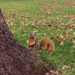 Eastern Fox Squirrel thumbnail 4