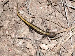 Coeur d'Alene Salamander thumbnail 3
