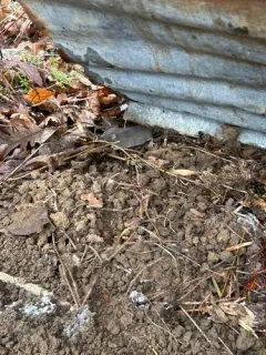 Western Red-backed Vole thumbnail 4