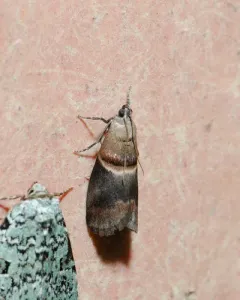 Walnut Shoot Moth thumbnail 2