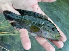 Jack Dempsey thumbnail 2