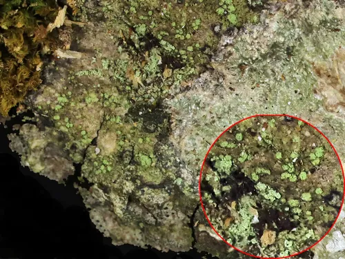 Greenish-brown Pepper-spore Lichen