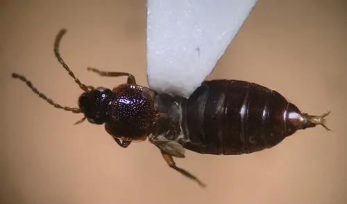 Arpedium brachypterum