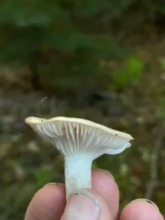 Rosy Brown Waxy Cap thumbnail 4