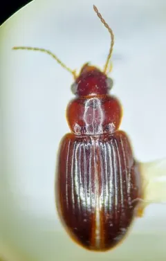 European Harp Ground Beetle thumbnail 2
