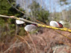 goat willow thumbnail 1