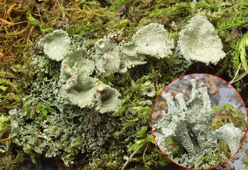 Gritty Pixie-cup Lichen