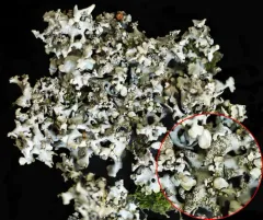 Hypotrachyna afrorevoluta thumbnail 3