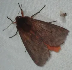 Lined Ruby Tiger Moth thumbnail 2