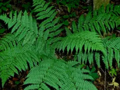 intermediate wood fern thumbnail 1