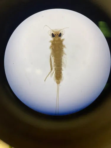 Epeorus deceptivus