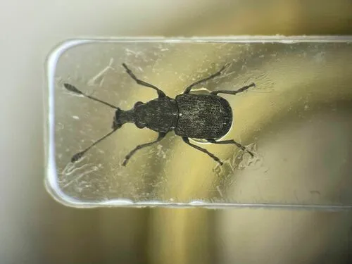 Allandrus bifasciatus