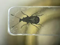 Allandrus bifasciatus thumbnail 1