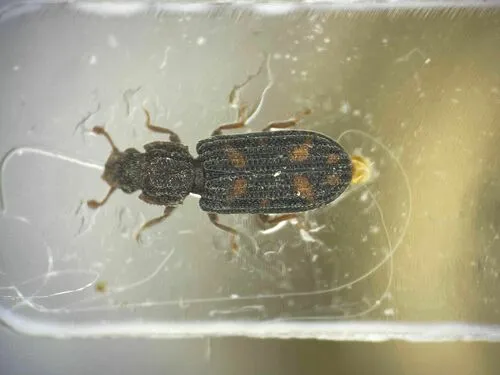 Bitoma quadriguttata