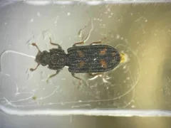 Bitoma quadriguttata thumbnail 1