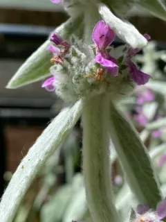 elegant crab spider thumbnail 3