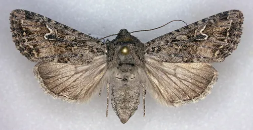 Sideridis fuscolutea