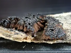 Symphytocarpus flaccidus thumbnail 1